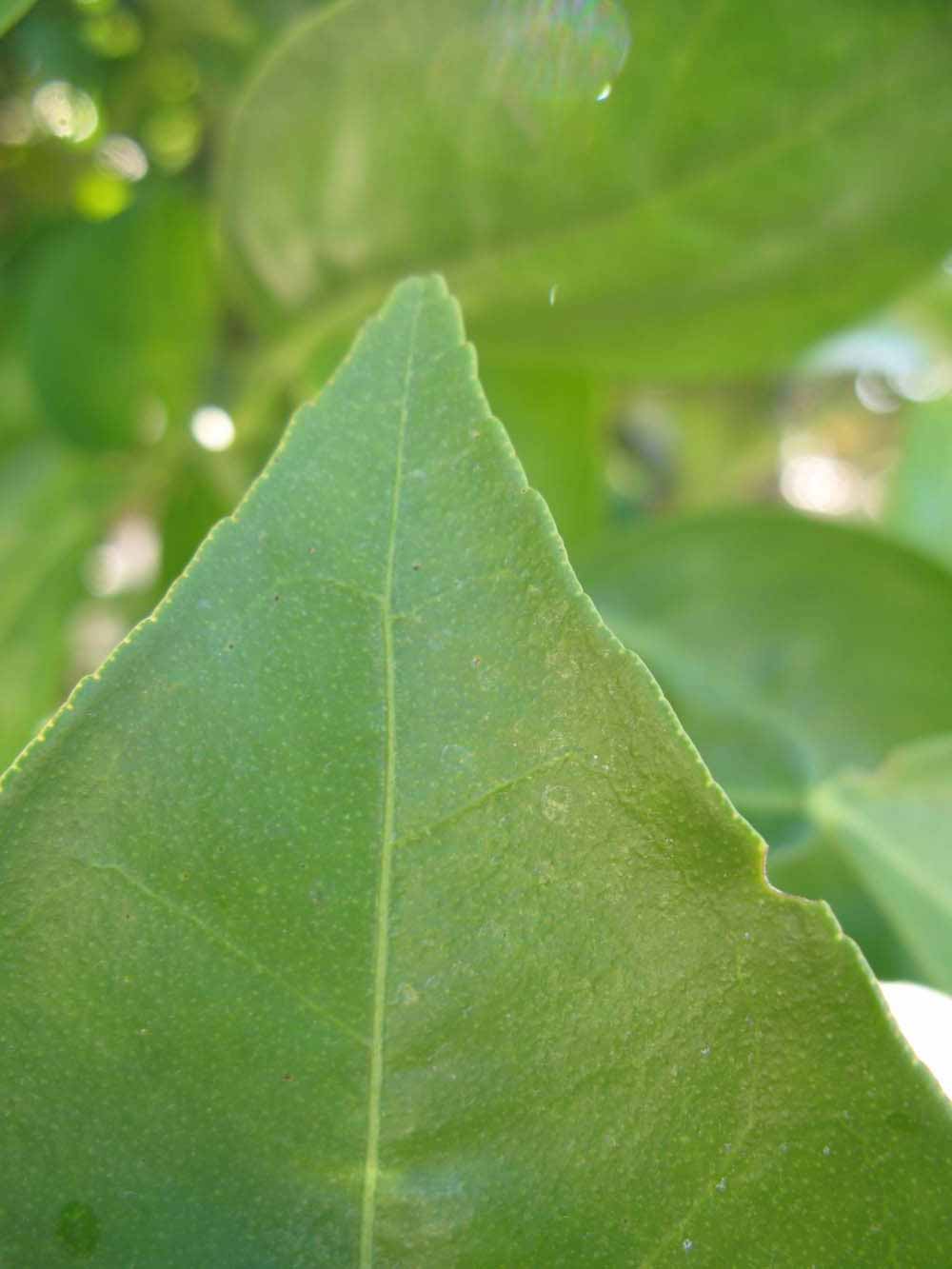              Margin (Winter Haven, FL)       